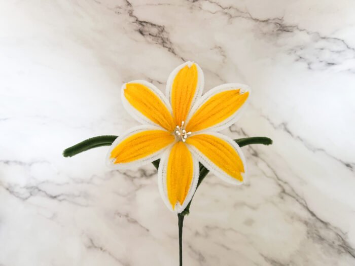 Lys bicolore – Image 2