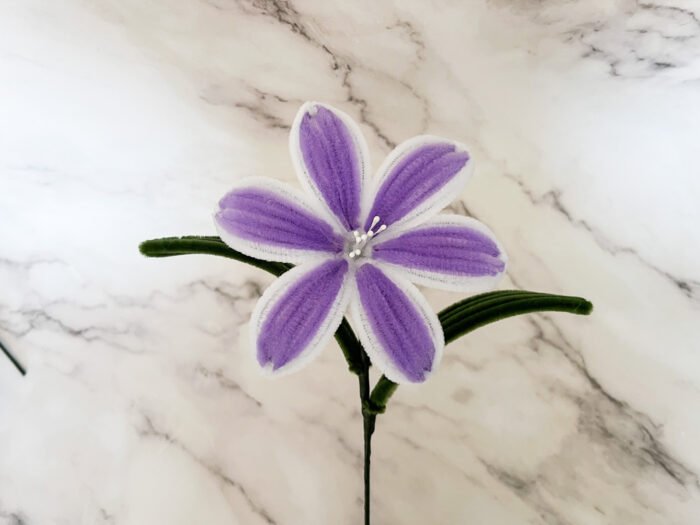 Lys bicolore – Image 3