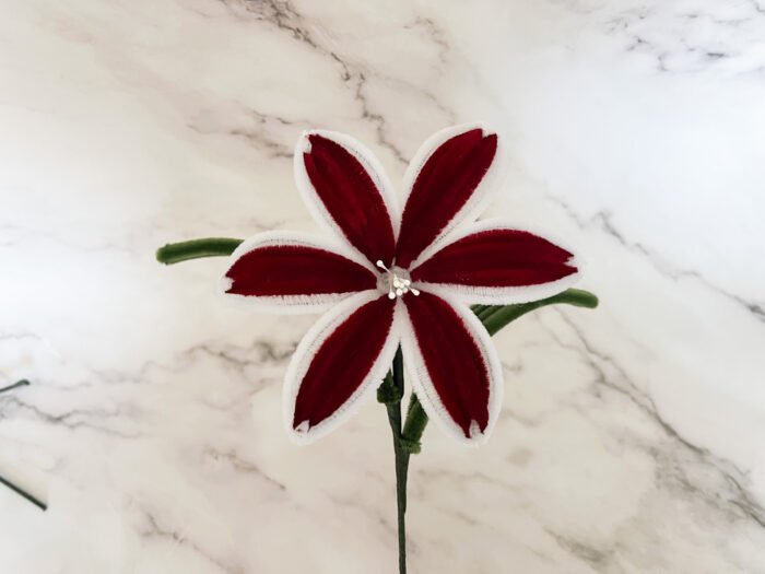 Lys bicolore – Image 4