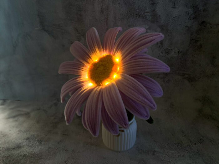 Marguerite géante en pot – Image 3